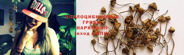 PSILOCYBIN Елабуга