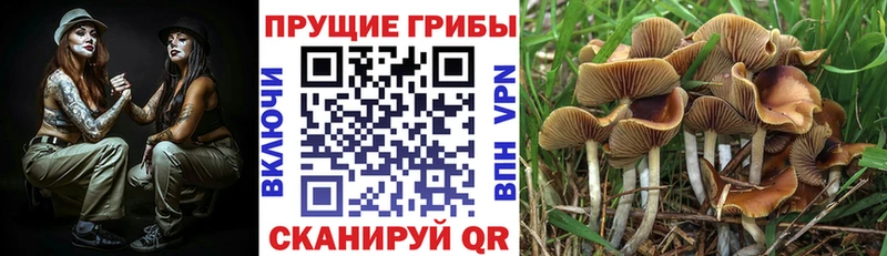 Купить где Свободный Псилоцибиновые грибы Psilocybine cubensis